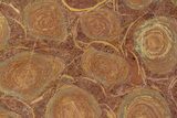 Polished Stromatolite (Jurusania) From Russia - Million Years #362934-1